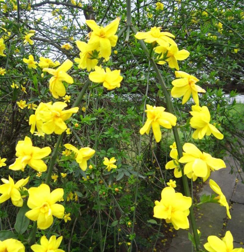 基地供应迎春花苗野迎春庭院工程绿化大量供应