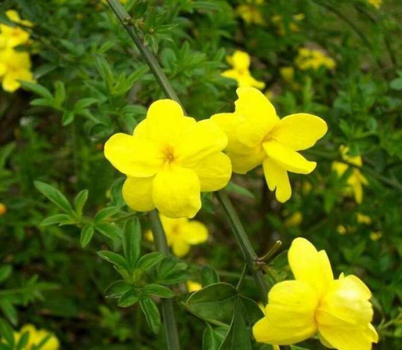 基地供应迎春花苗野迎春庭院工程绿化大量供应