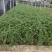 基地供应迎春花苗野迎春庭院工程绿化大量供应