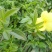 基地供应迎春花苗野迎春庭院工程绿化大量供应