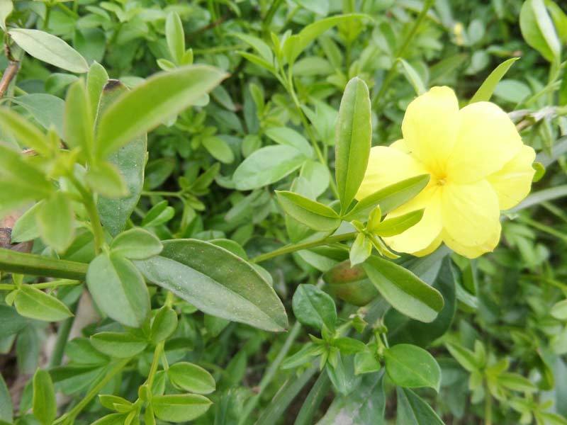 基地供应迎春花苗野迎春庭院工程绿化大量供应