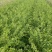 基地供应迎春花苗野迎春庭院工程绿化大量供应
