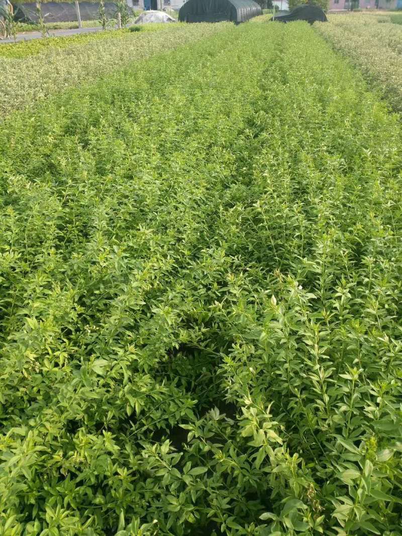 基地供应迎春花苗野迎春庭院工程绿化大量供应