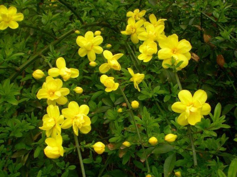 基地供应迎春花苗野迎春庭院工程绿化大量供应