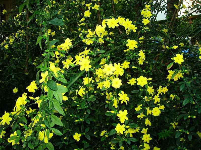 基地供应迎春花苗野迎春庭院工程绿化大量供应
