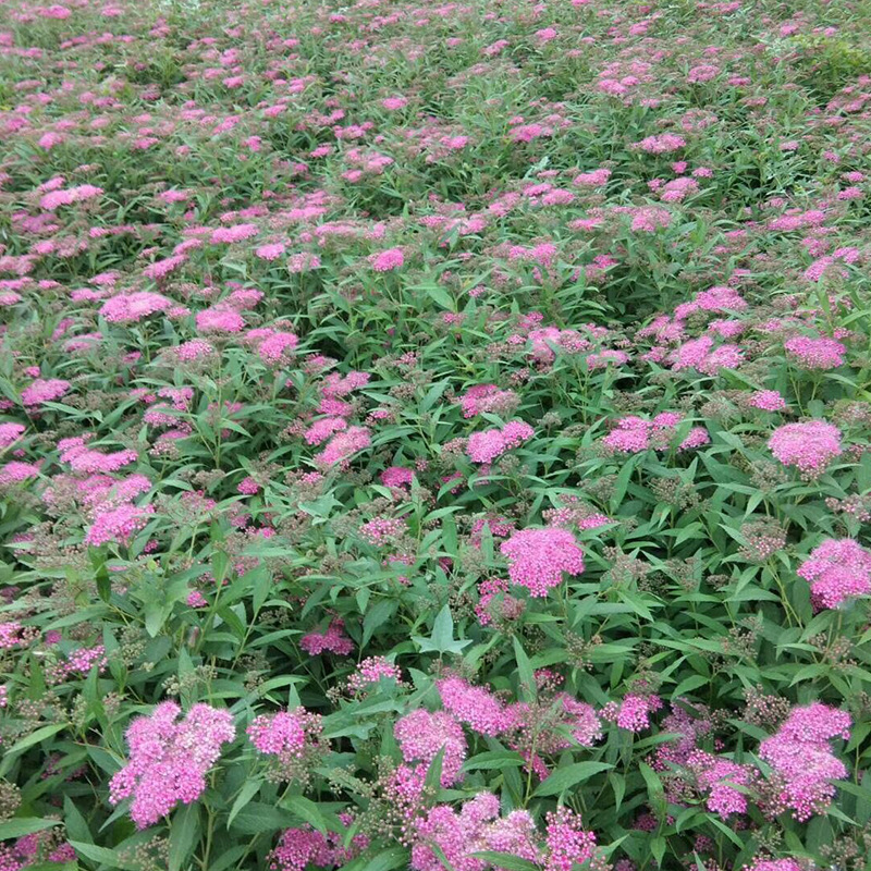 基地供应粉花绣线菊绿化园林花卉工程绣线菊货源供应