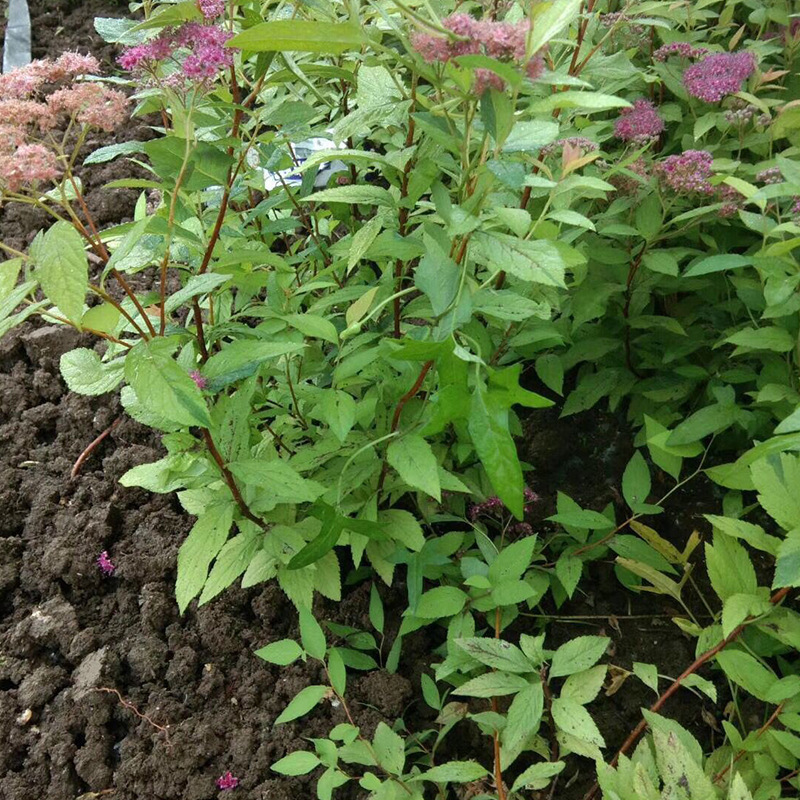 基地供应粉花绣线菊绿化园林花卉工程绣线菊货源供应