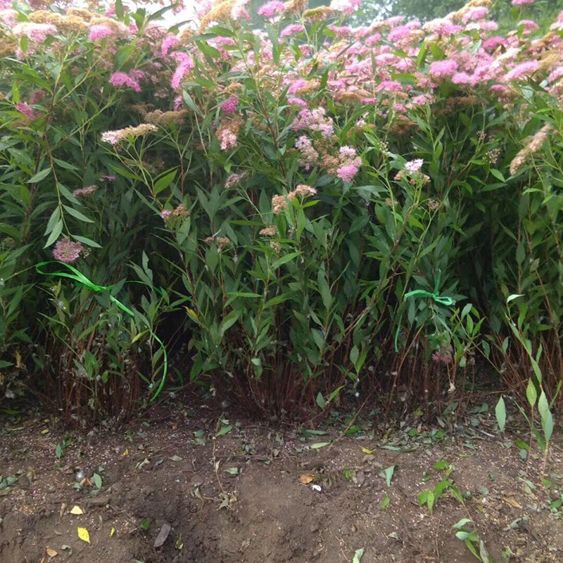 基地供应粉花绣线菊绿化园林花卉工程绣线菊货源供应
