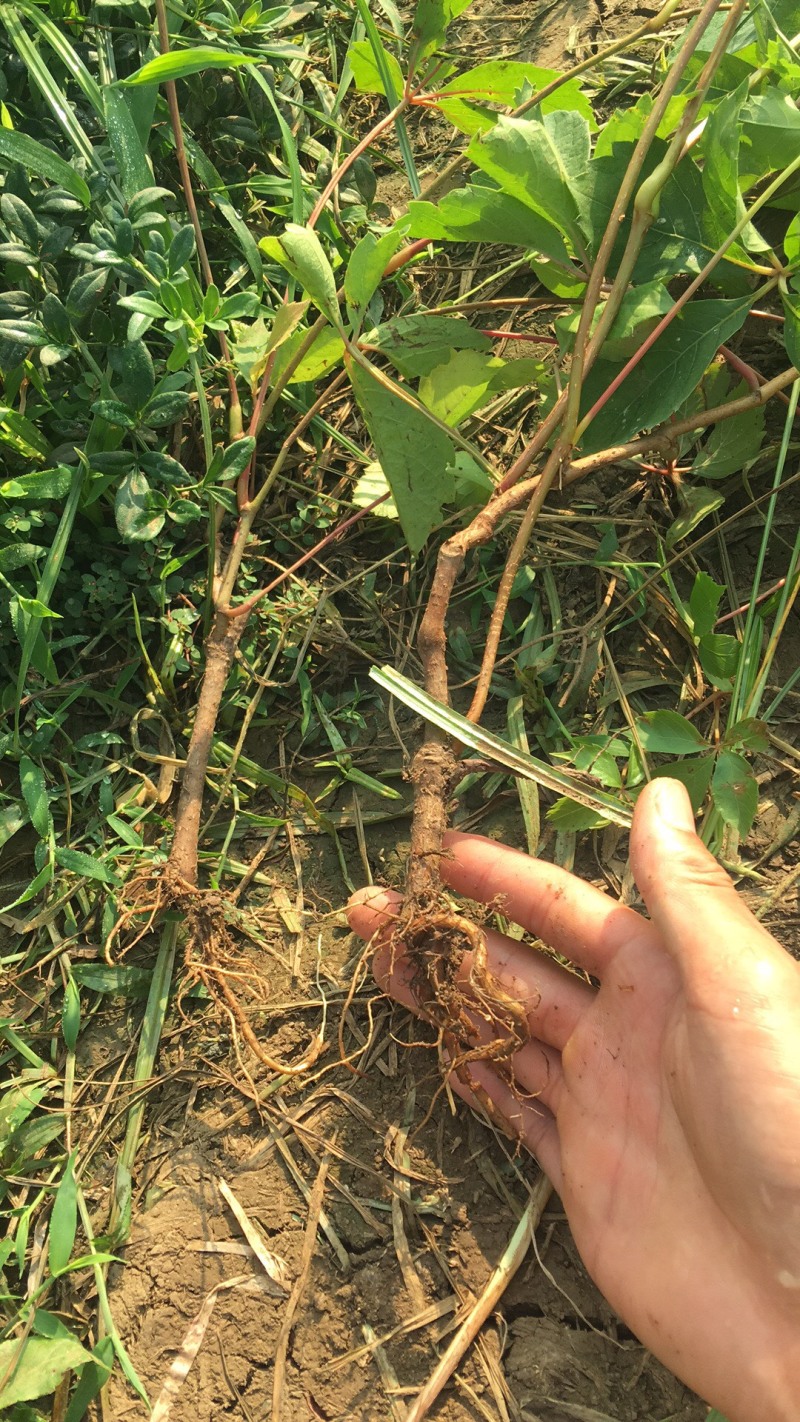 基地供应爬山虎爬墙虎五叶地锦爬墙神器四季变色耐寒耐热