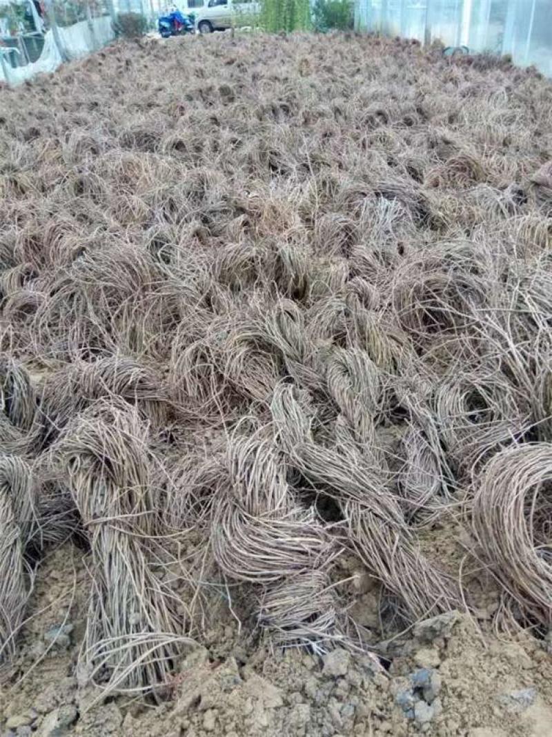 基地供应爬山虎爬墙虎五叶地锦爬墙神器四季变色耐寒耐热