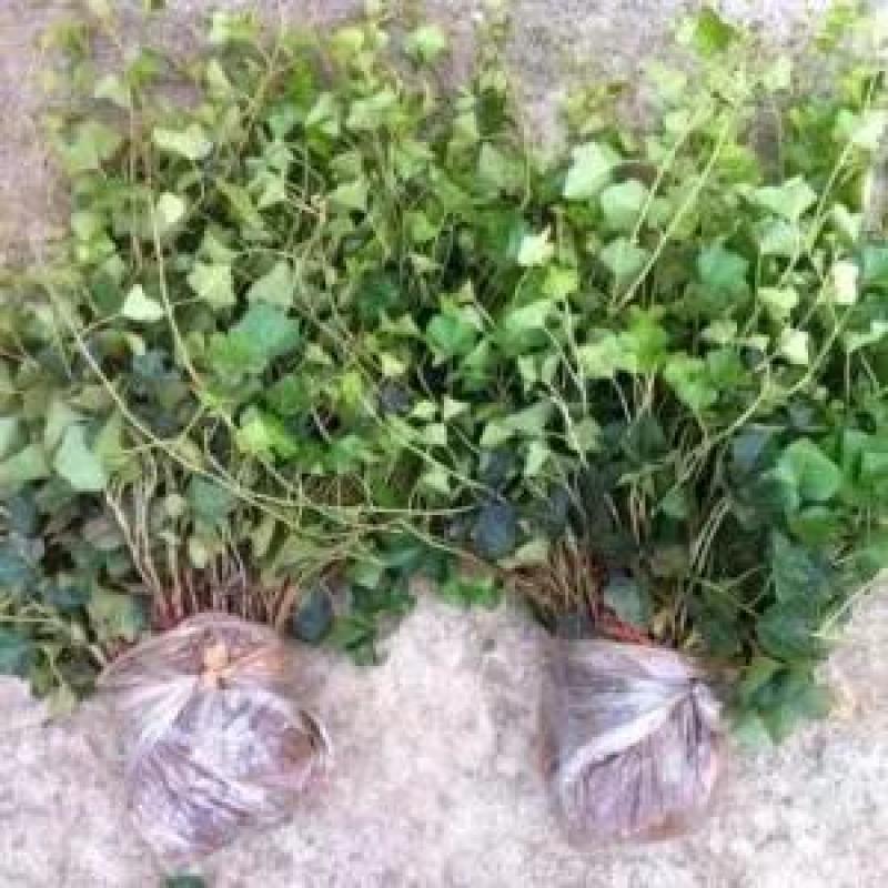基地供应爬山虎爬墙虎五叶地锦爬墙神器四季变色耐寒耐热