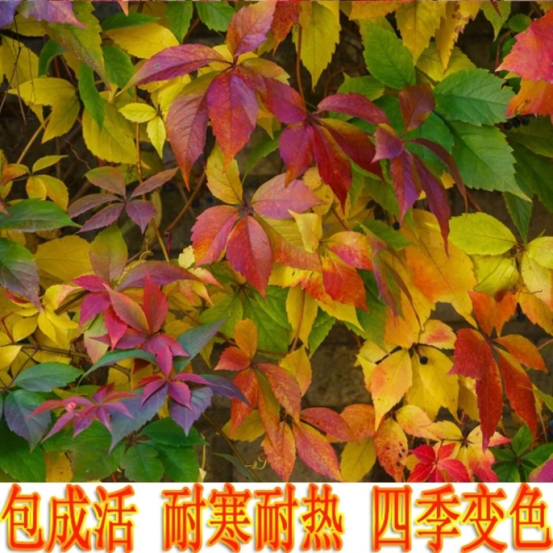 基地供应爬山虎爬墙虎五叶地锦爬墙神器四季变色耐寒耐热