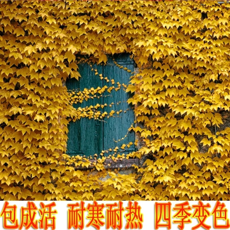 基地供应爬山虎爬墙虎五叶地锦爬墙神器四季变色耐寒耐热