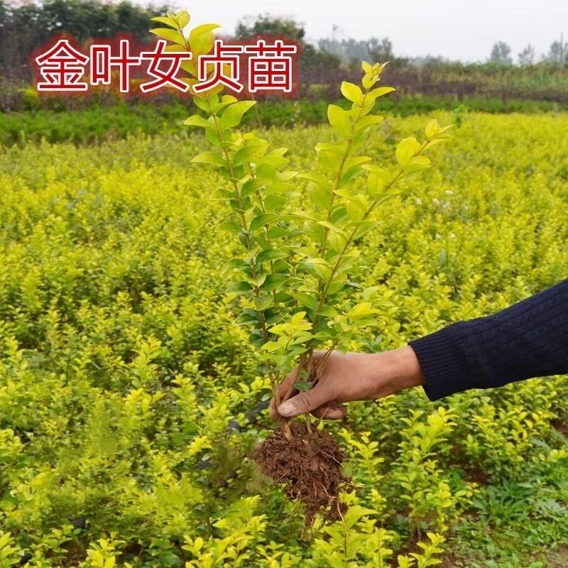 金叶女贞苗，金叶女贞当年苗，金叶女贞床苗。几百万株等待出