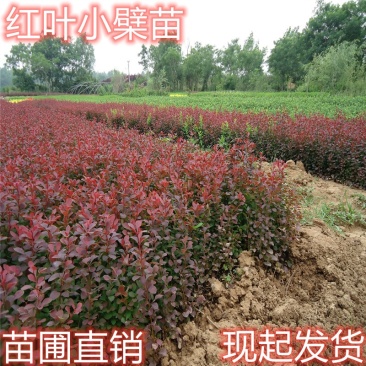 红叶小波，40高度红叶小波直销，红叶小波基地，红叶小波