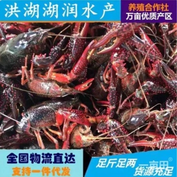洪湖【中青】鲜活小龙虾一手货源大量批发品质好规格硬