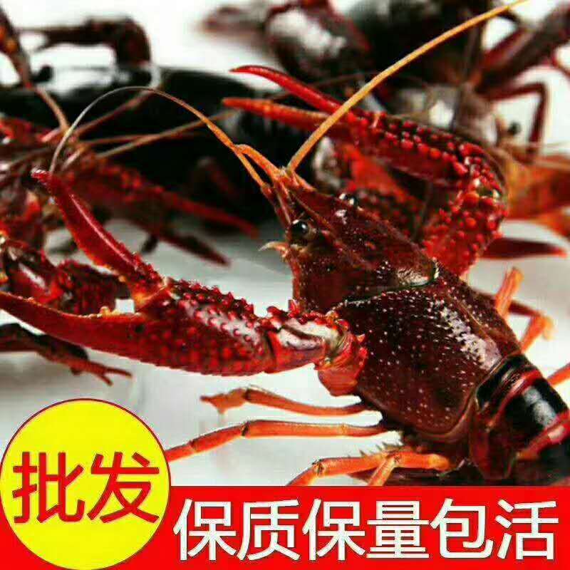 洪湖【中青】鲜活小龙虾一手货源大量批发品质好规格硬