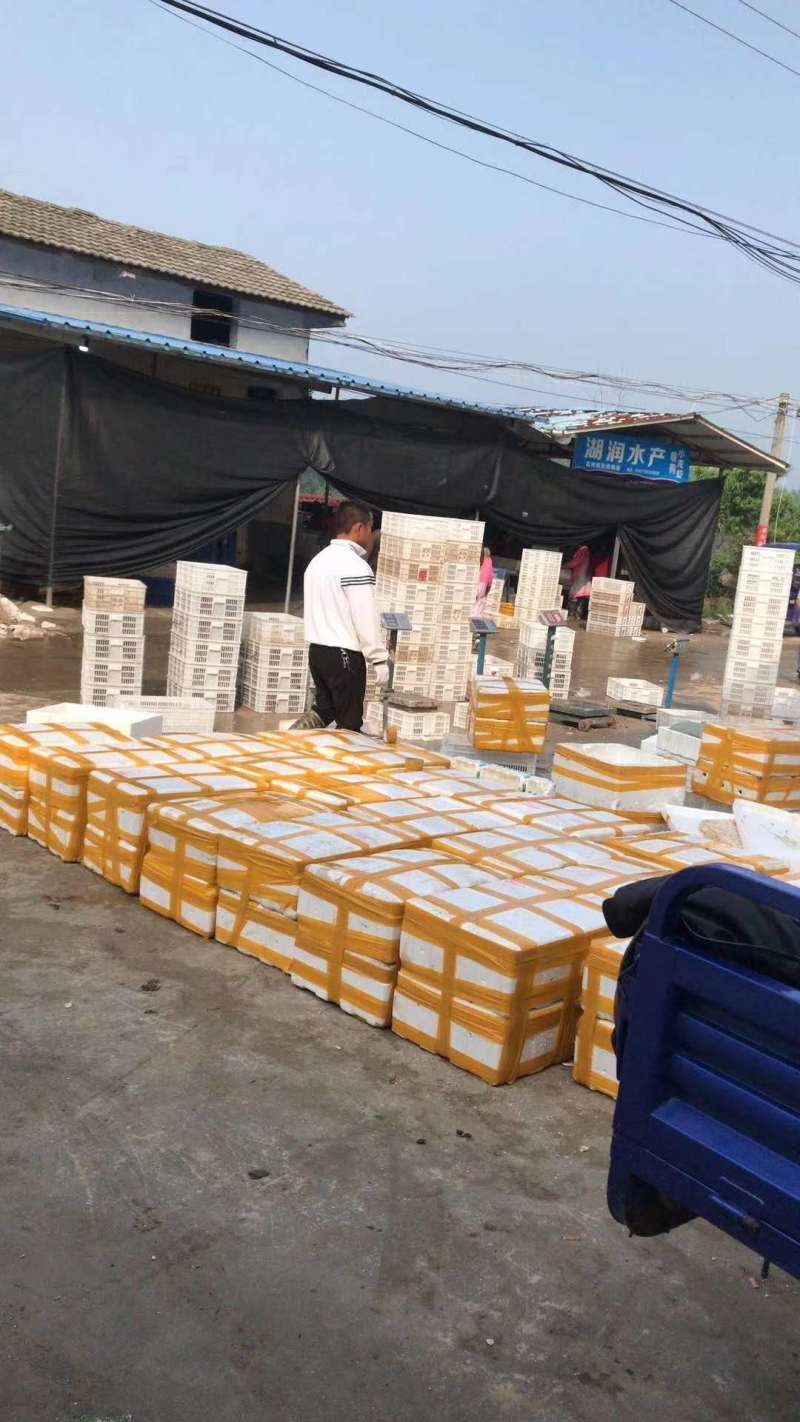 【大青】鲜活小龙虾一手货源大量批发品质好规格硬