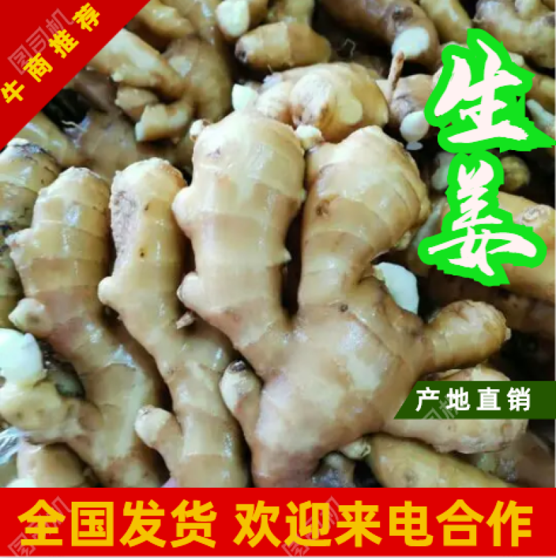 【精品】大黄姜保质保量产地直供量大从优