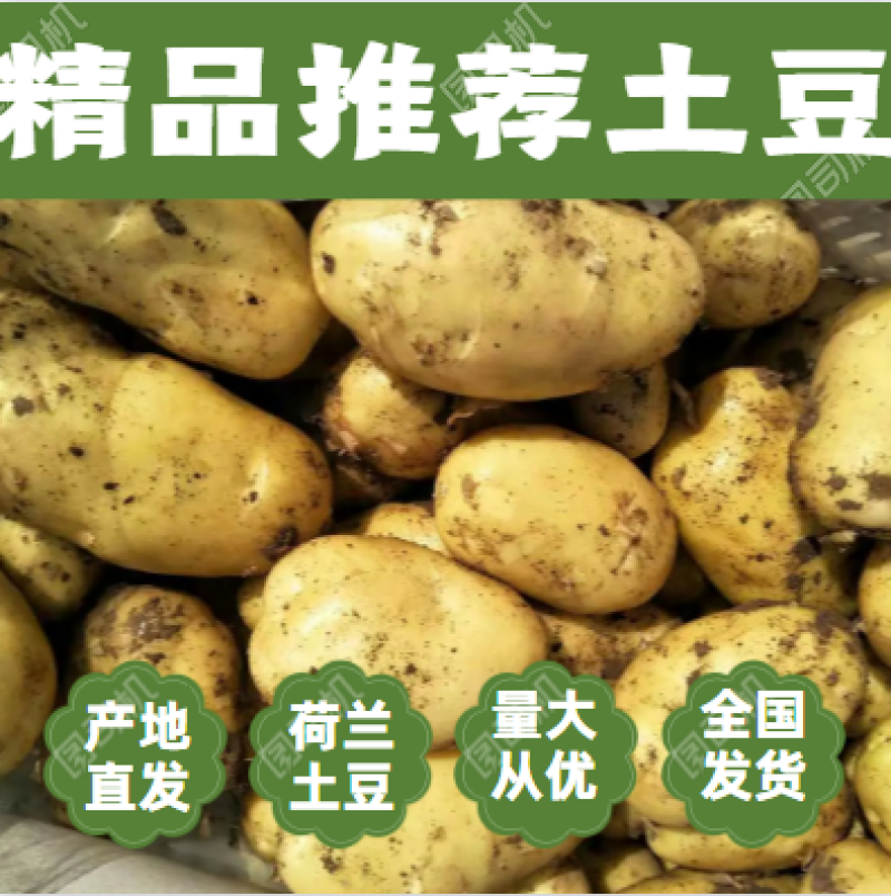 山东潍坊安丘精品土豆产地直供长期合作按需配货