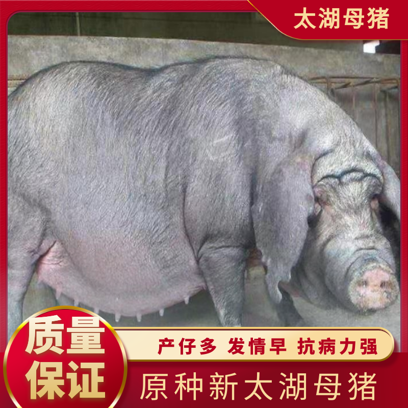 原种新太湖母猪产仔多发情早，抗病力强，适合全国养殖
