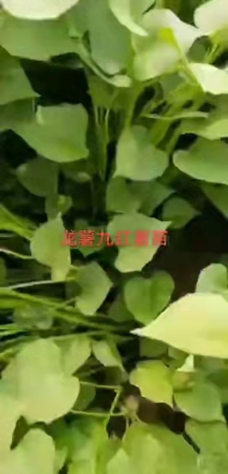 西瓜红薯苗，品种蜜薯，济薯26，商薯19，龙薯九，哈蜜，