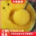 西瓜特小凤西瓜江苏东台大量上市口感好含糖量高