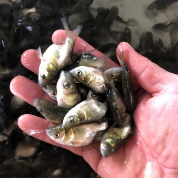 花鲢鱼苗3-5cm货源充足低价格高质量养殖技术