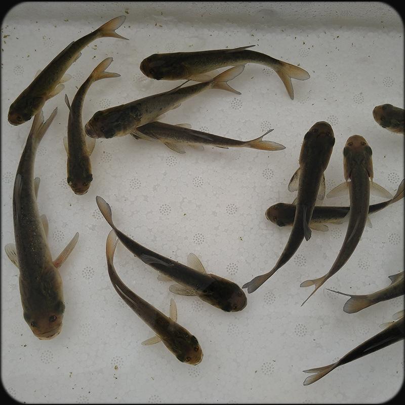 花鲢鱼苗3-5cm货源充足低价格高质量养殖技术
