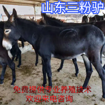 种驴三粉驴山地基地养殖直发提供技术支持货发全国