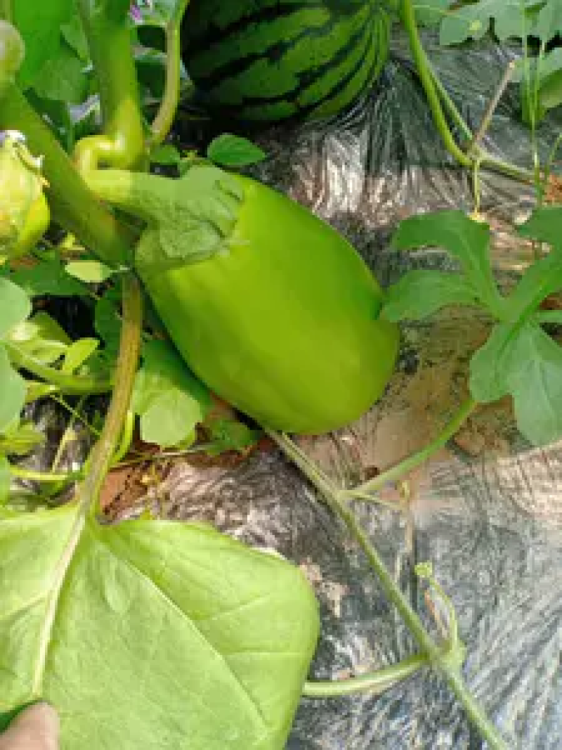 【茄子】河南精品青茄产地直发保质保量欢迎致电