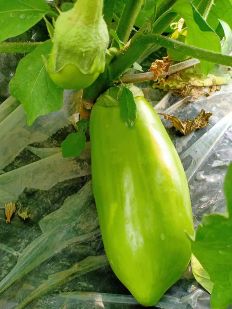 【茄子】河南精品青茄产地直发保质保量欢迎致电