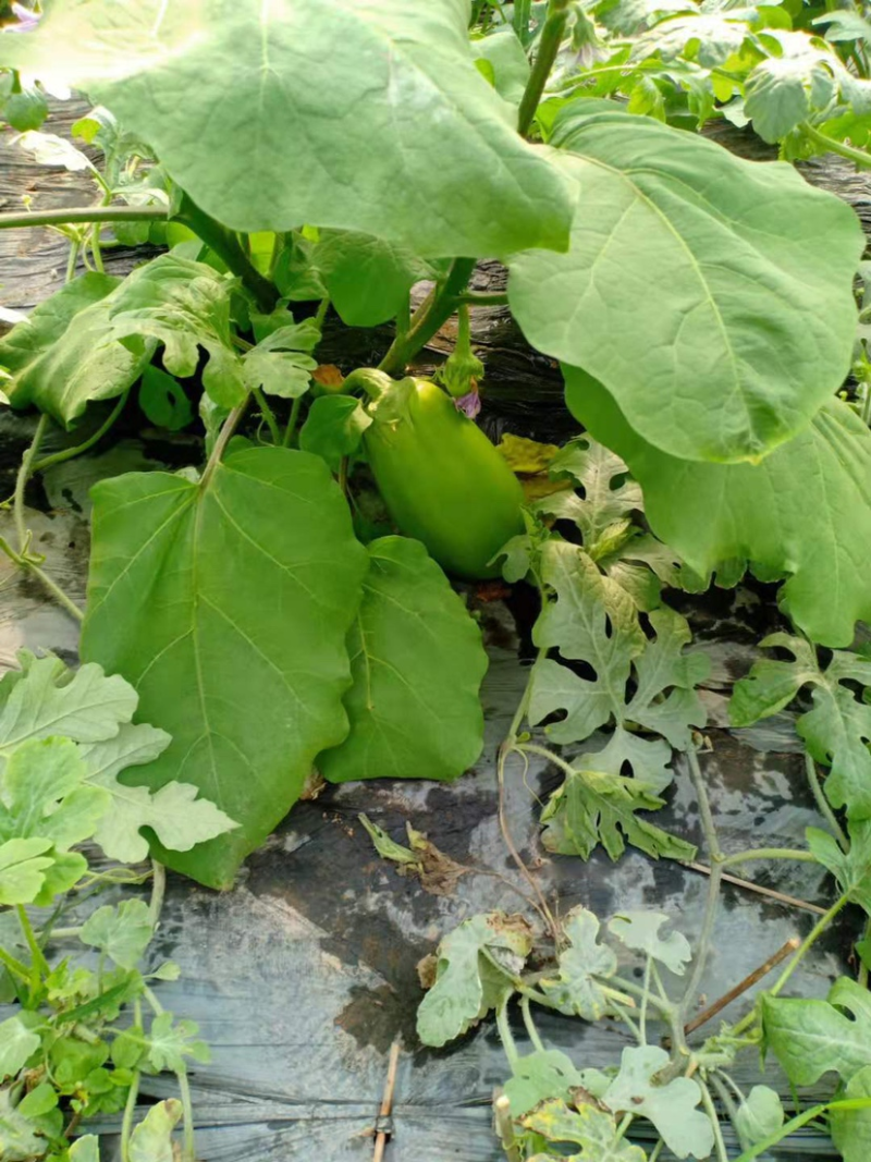 【茄子】河南精品青茄产地直发保质保量欢迎致电