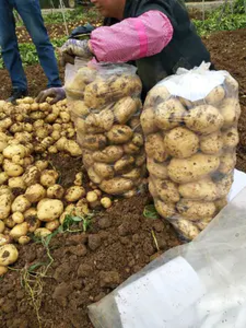 大棚精品226土豆早大白3两上日供货300吨质量保证