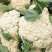 【菜花】精品花菜有机花菜大量上市保质保量欢迎致电