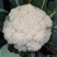 【菜花】精品花菜有机花菜大量上市保质保量欢迎致电