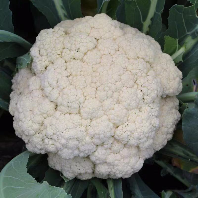 【菜花】精品花菜有机花菜大量上市保质保量欢迎致电
