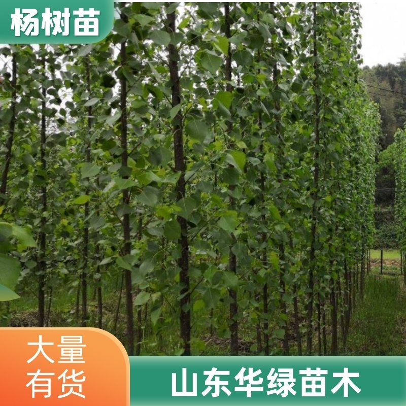 杨树苗107速生杨树苗无絮杨量大从优每天可出货欢迎联系