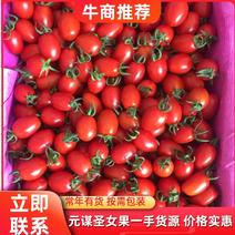 云南省元谋县番茄开始上市，产地直供，—手货源，价格实惠