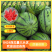 【精品】河南夏邑麒麟8424西瓜**批发基地直发线上交易
