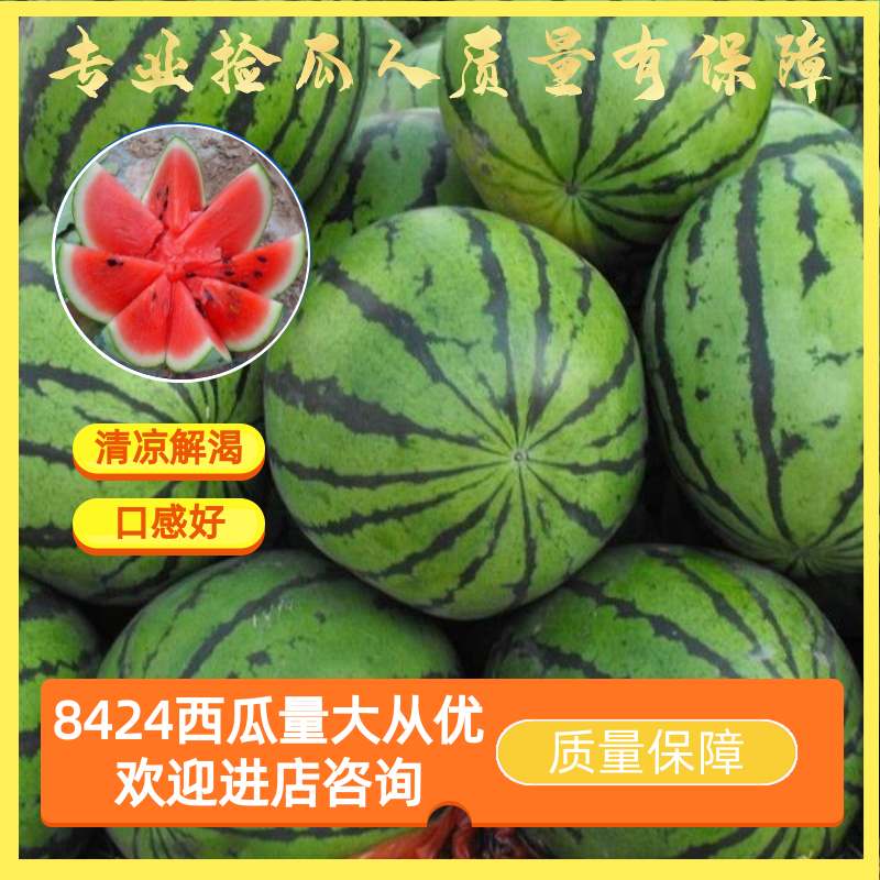 【精品】河南夏邑麒麟8424西瓜**批发基地直发线上交易