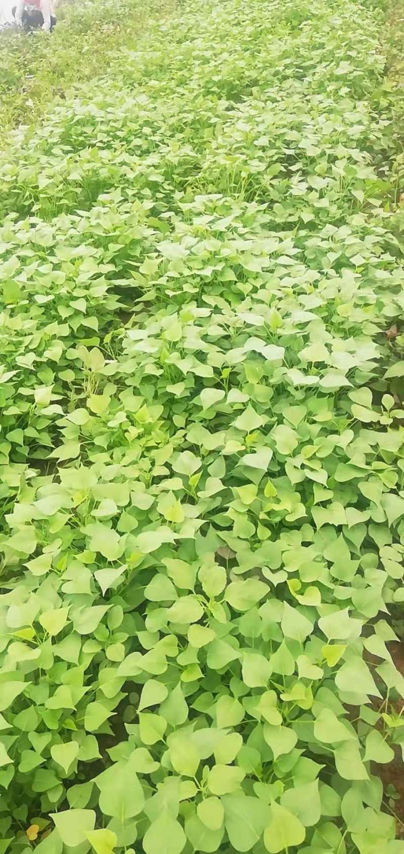 优质红薯苗，品种齐全，基地直供
