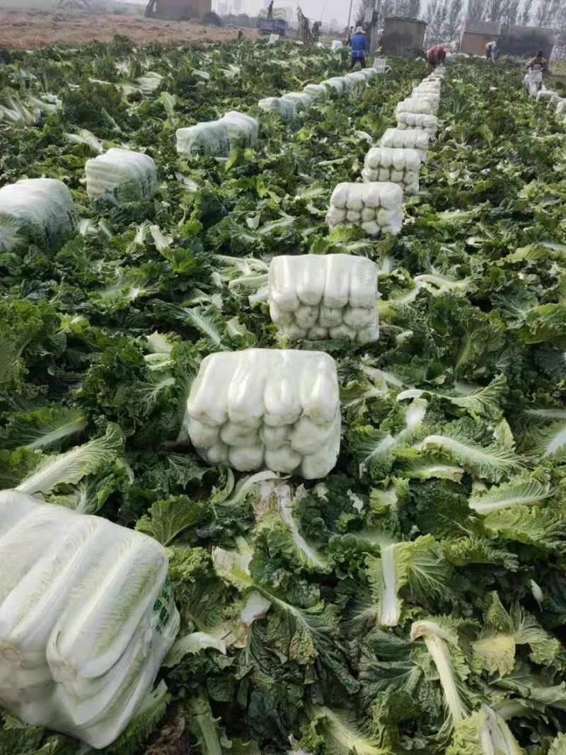 大白菜，山东黄心白菜大量上市，货源充足，保质保量