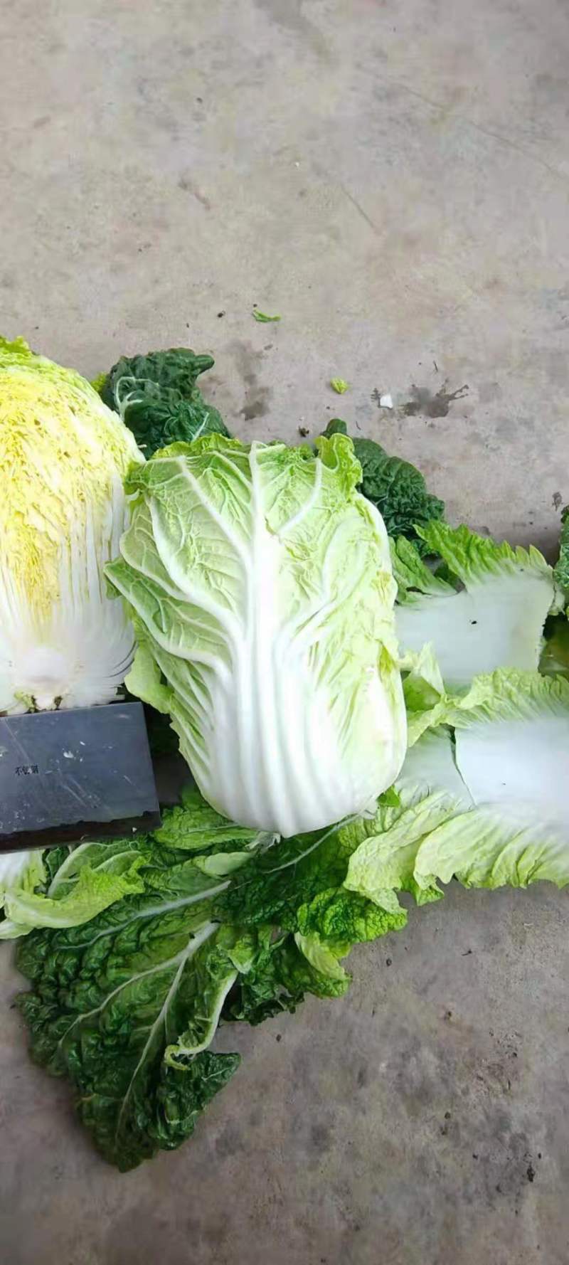 大白菜，山东黄心白菜大量上市，货源充足，保质保量