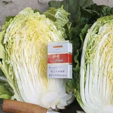 大白菜，山东黄心白菜大量上市，货源充足，保质保量