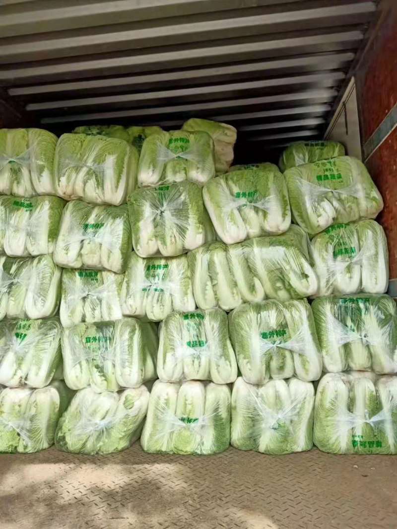 大白菜，山东黄心白菜大量上市，货源充足，保质保量