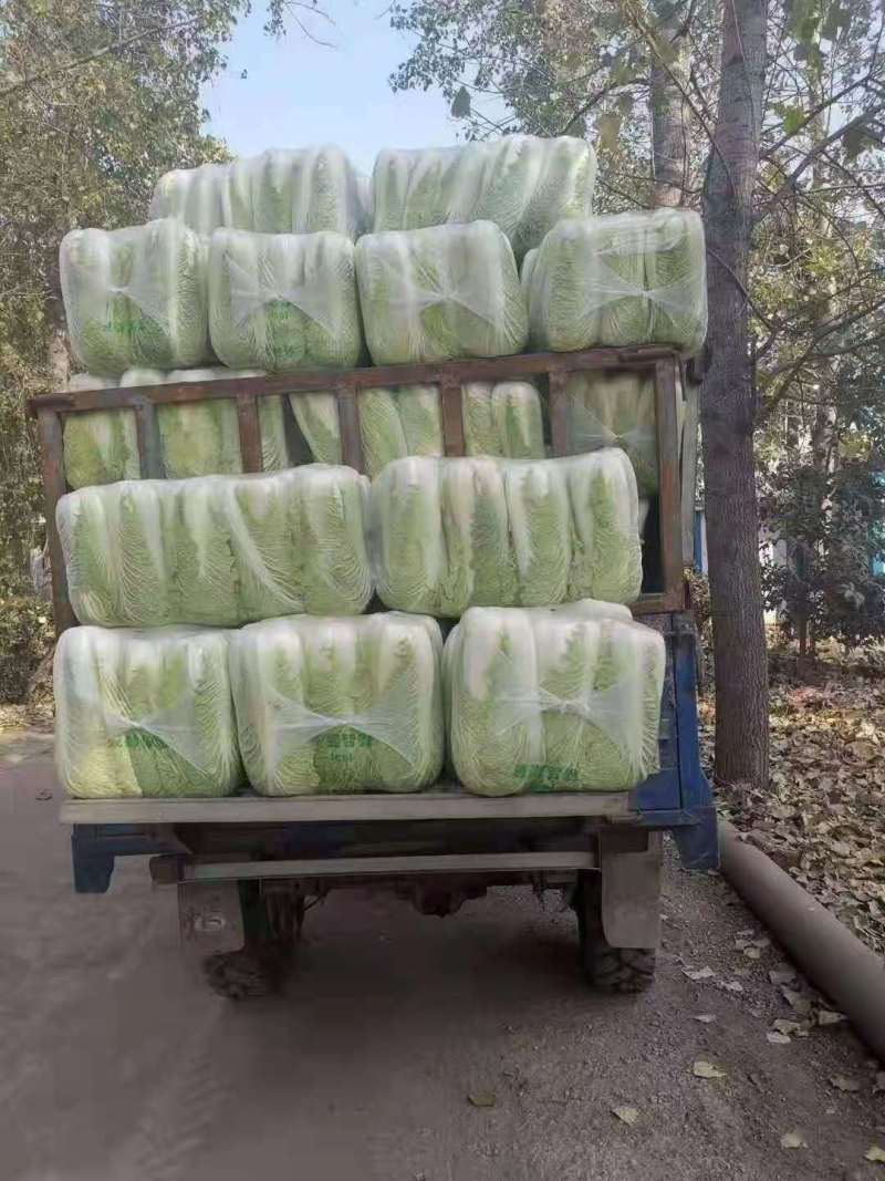 大白菜，山东黄心白菜大量上市，货源充足，保质保量