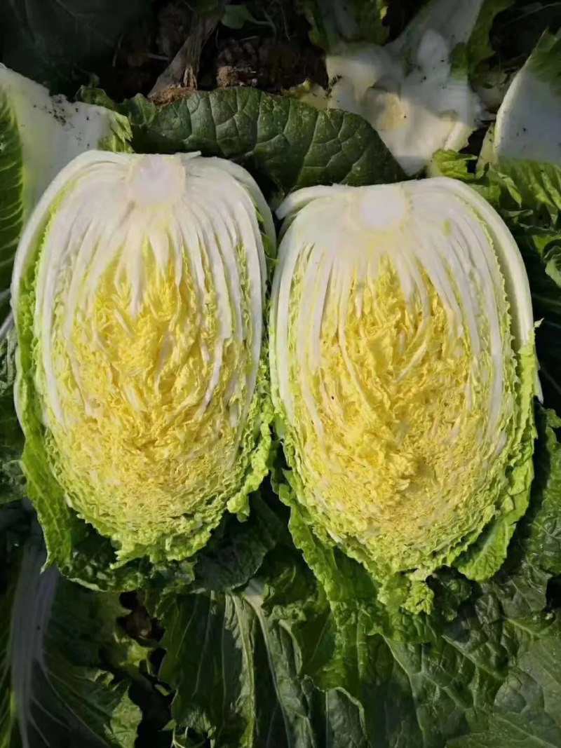 大白菜，山东黄心白菜大量上市，货源充足，保质保量