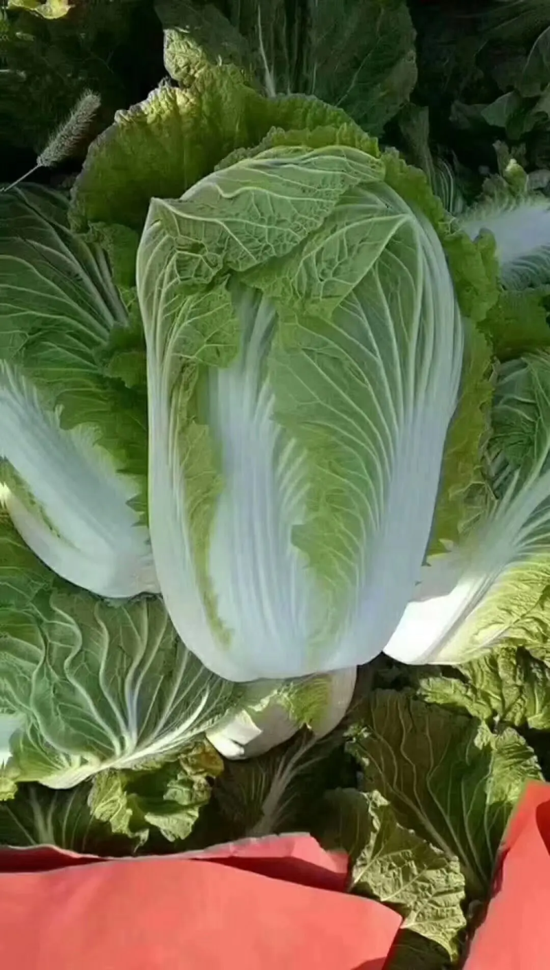大白菜，山东黄心白菜大量上市，货源充足，保质保量