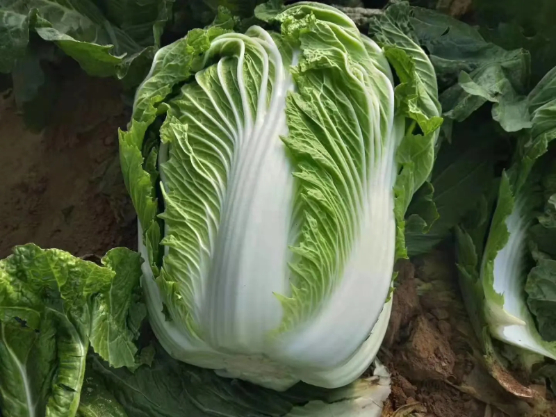 大白菜，山东黄心白菜大量上市，货源充足，保质保量
